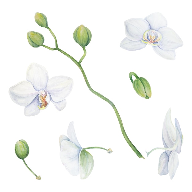 Set of white orchid flower elements delicate realistic botanical watercolor hand drawn clipart