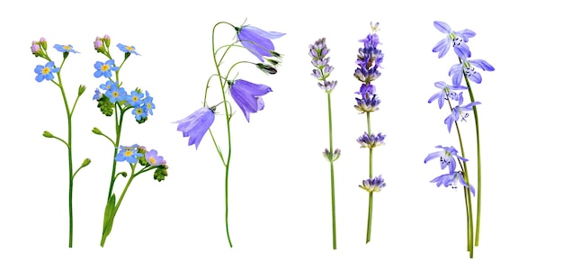 Set of wild flowers isolated on white background