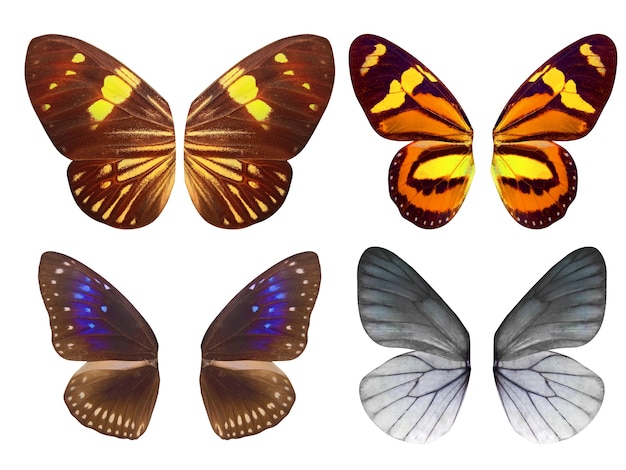 Set of wings of tropical butterflies. Isolated on white background. Template for design.