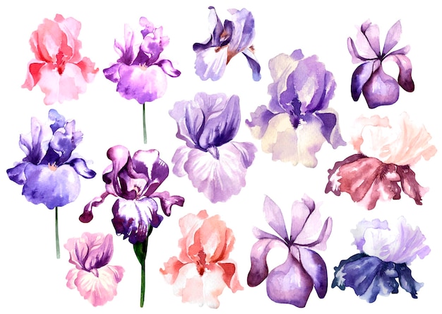 Set with Bright watercolor iris flowers