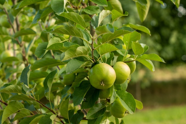 Several apples on a tree branch