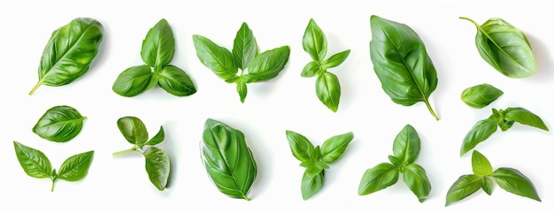 several basil leaves float in various poses with realistic details and shadows