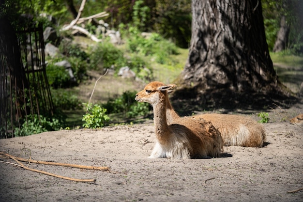 several beautiful lamas resting in the sun