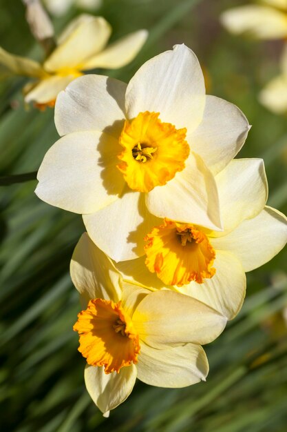 Several beautiful yellow daffodils folded in a bouquet, summer beautiful flowers in a bouquet in the sunny daytime