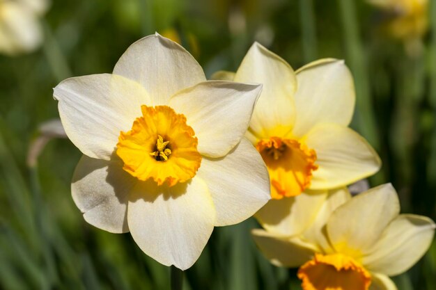 Several beautiful yellow daffodils folded in a bouquet