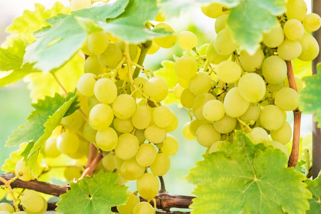 Several bunches of ripe grapes on the vine selective focus