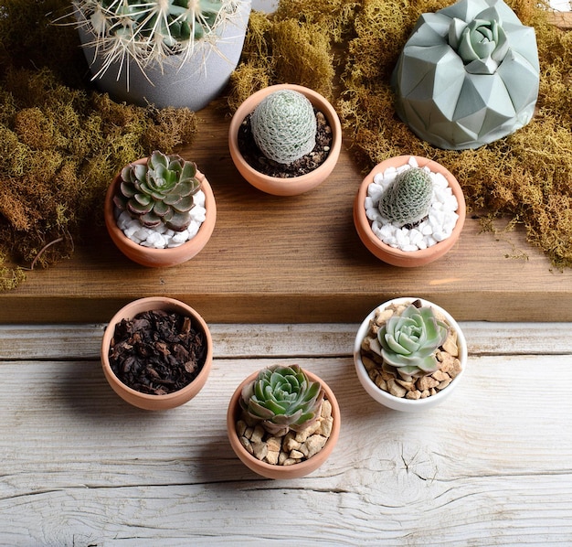 several cactus plants are placed on a wooden board with one that says cactus