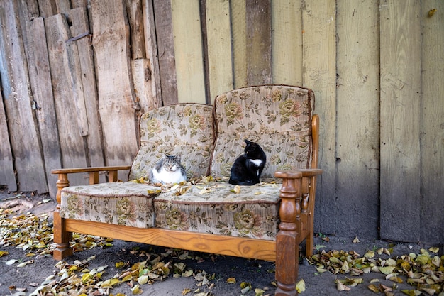 Several cats are sleeping on an old couch in the yard by the wall of a wooden building