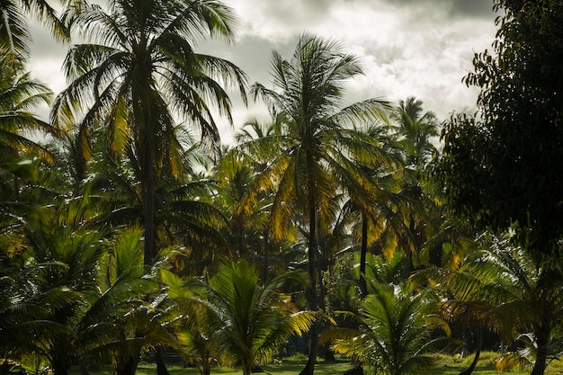 Several coconut trees in a sunny day among clouds