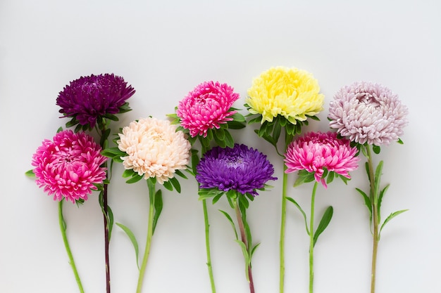 Several colorful asters flowers 