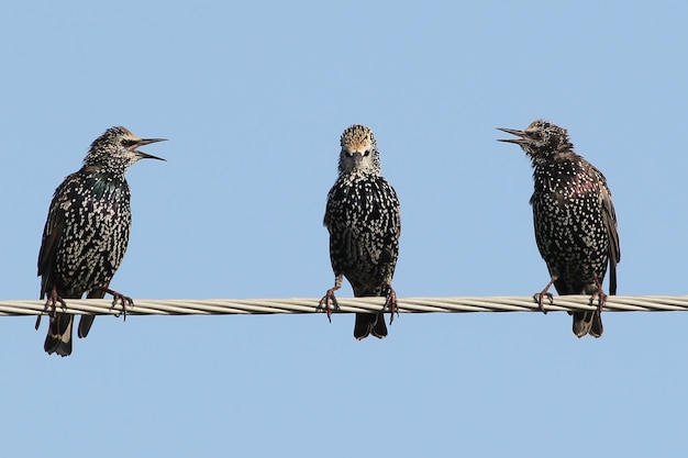 Several common starlings sit on wires and quarrel.