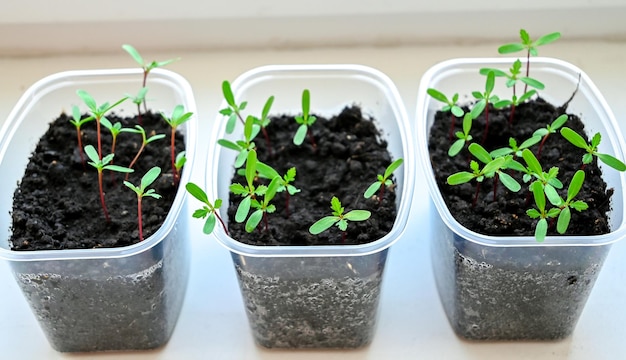 several containers of seedlings with one that has a green sprout in it