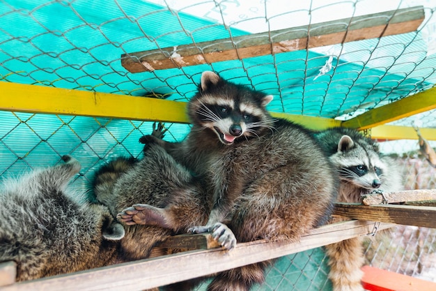 Several cute fluffy raccoons in a large cage in a nature park