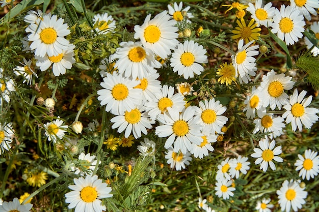 Several daisies in the yard closeup