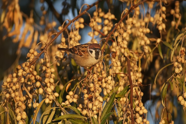 Several Eurasian tree sparrow (Passer montanus) eat Russian olive berries. Close-up photos taken in soft morning light.