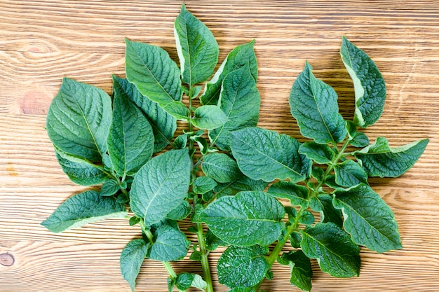 Several fresh green potato foliage in summer, potato foliage features