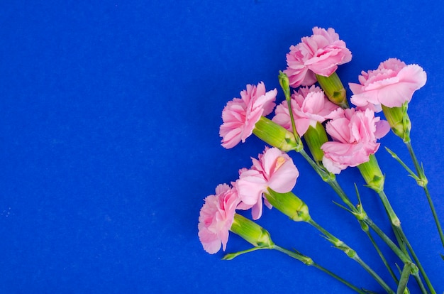 Several fresh pink carnations. Photo