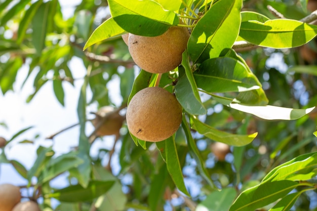 Several fruits on a tree with a blue sky in a sunny day