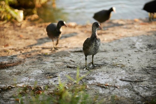 several Fulica atra ducks walk on the lake shore at sunset. Fulica atra ducks on the lake