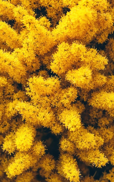 Photo several goldenrod flowers background top view filling the entire image