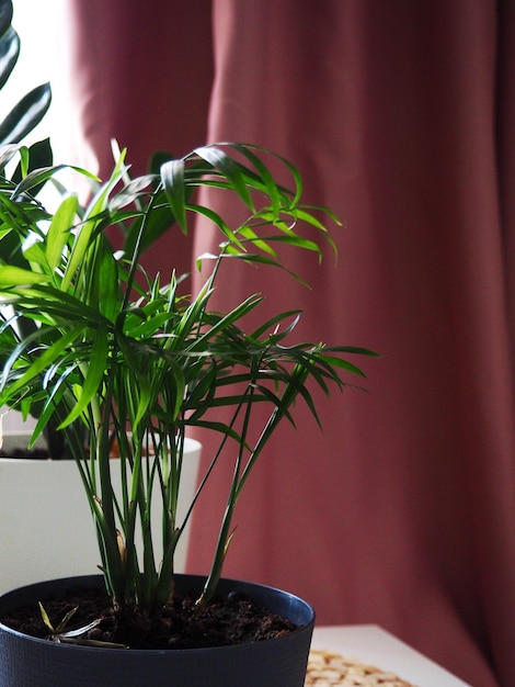 Several house plants monstera zamiokulkas palm tree stand in front of the windows closeup apartment ...