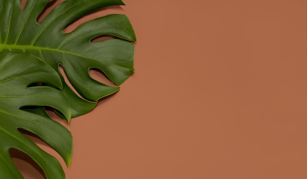 Several leaves of the monstera plant on a brown background with a place for text in the form of a banner