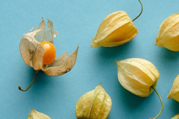 Several Physalis fruits with shell scattered on blue background Copy space