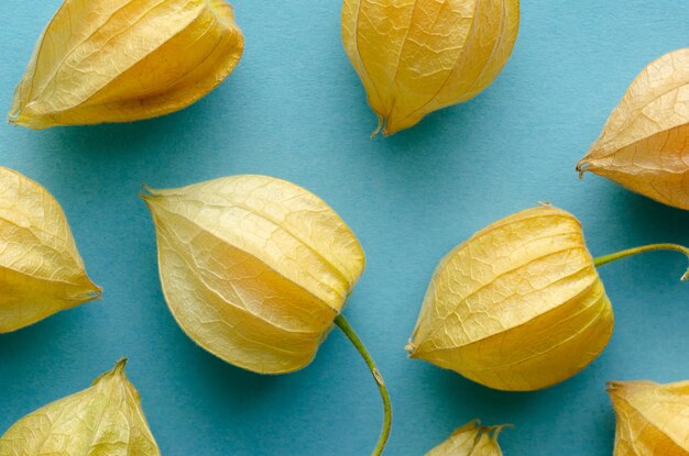 Several Physalis fruits with shell scattered on blue background Copy space