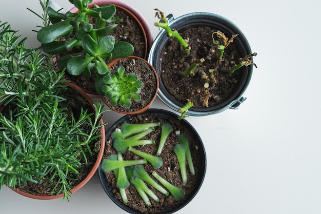 Several pots with different species of plants Copy space Top view