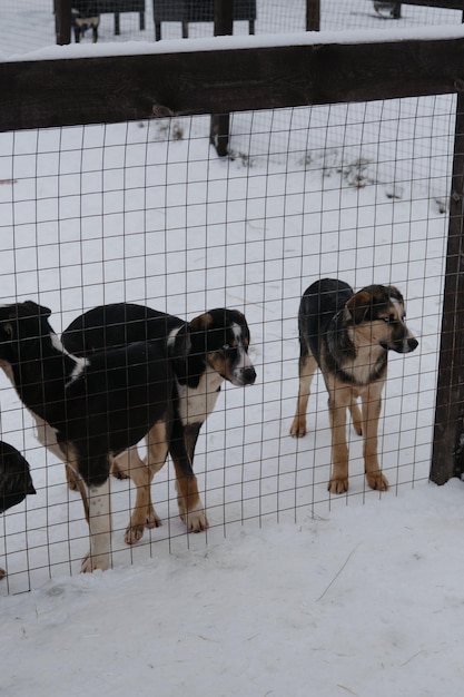 Several puppies of Alaskan Husky littermates stand in snow in winter behind fence of kennel