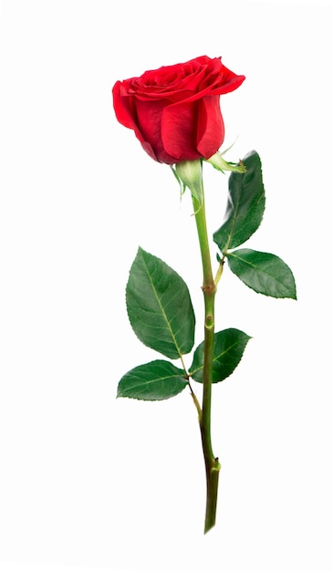 Several red rose on a white background