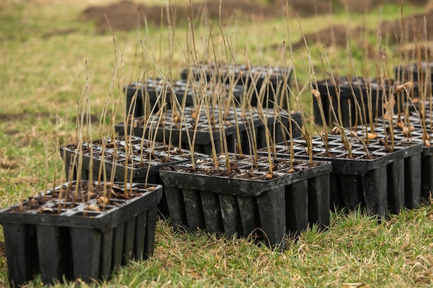 Several rows of seedlings are lined up on the grass.