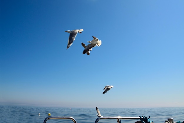 Several seagulls flying over the sea hover over the railing of the ship