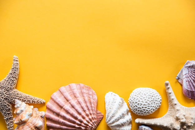 Several shells starfish coral on a yellow background announcing the arrival of summer free design