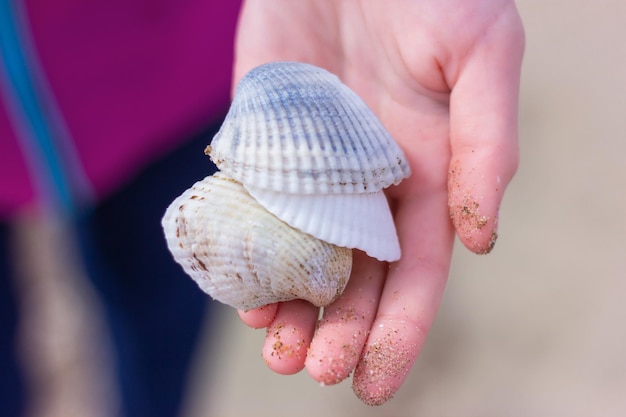 Several small seashells lie in the palm of a child