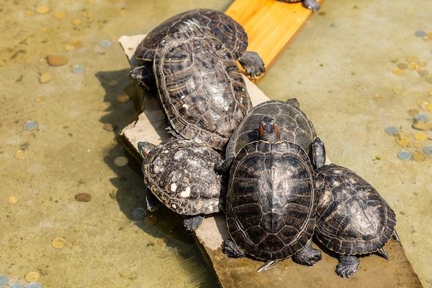 Several turtles have a rest about water in sunny summer day