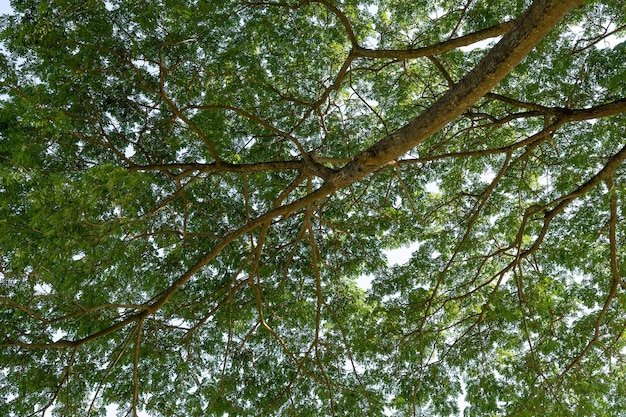 The shade of greenery leaves branches of big Rain tree against blue sky