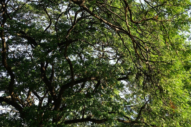 Under the shade of many branches of big and tall tree.