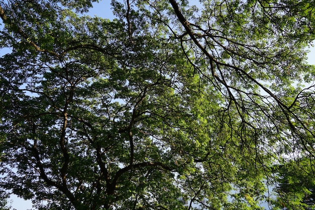 Under the shade of many branches of big and tall tree.