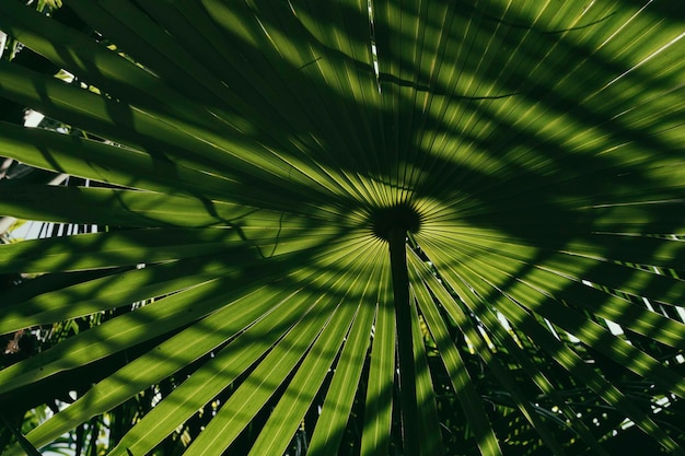 Shade of sunlight on tropical palm leaf