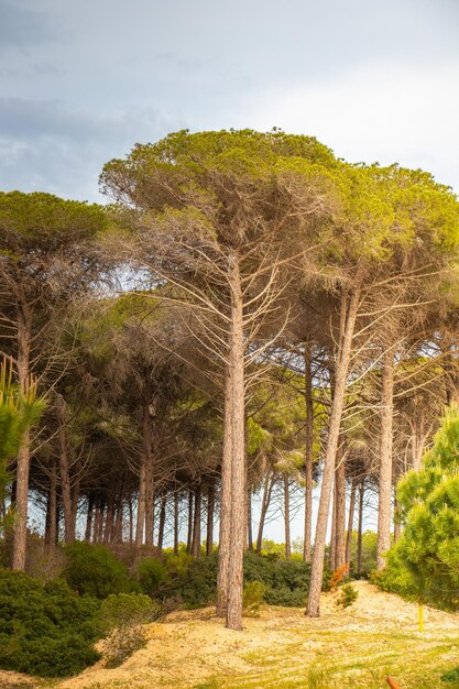 Shaded Retreat Trees in a Arid Forest