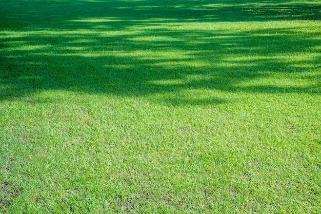 The shadow of a big tree on the green lawn morning sunlight copy space