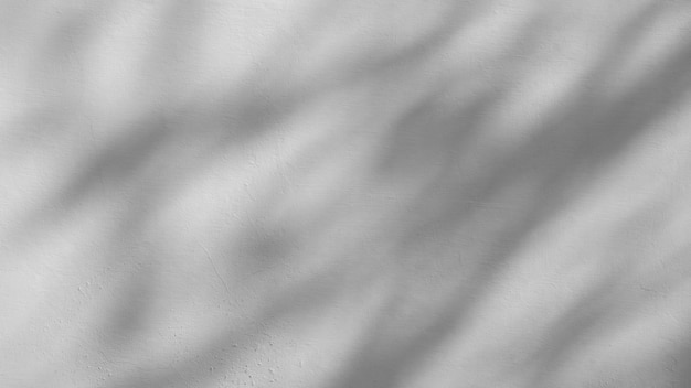 Shadow of branch and leaf on a white concrete wall