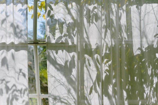 Shadow on curtain window in living room with warm and cozy natural light Sunlight shining through tree leaves on shade Wind waving sheer curtain by morning breeze