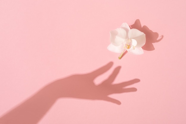 Photo shadow of female hand takes a white orchid flower on pink background. femininity concept. womens, mothers day. flat lay.