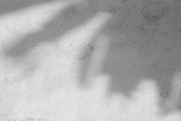 Shadow of the leaves on a white wall - monochrome