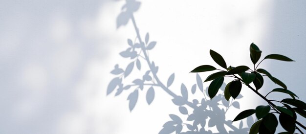 Shadow of leaves on a white wall