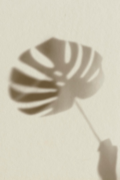 Shadow of Monstera leaf on brown background