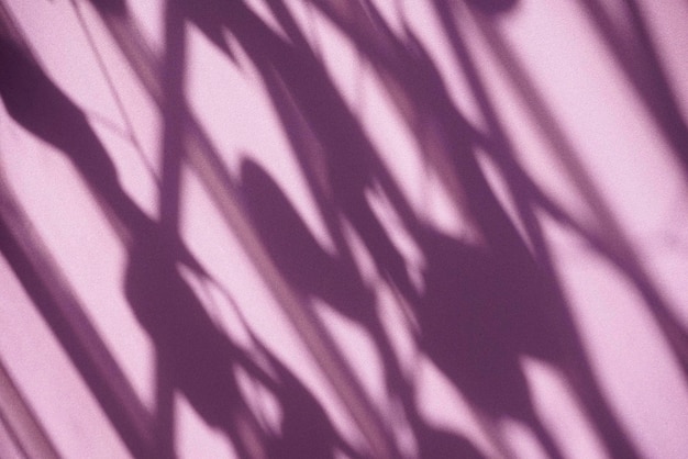 Shadow overlay background Window and plant leaves texture shadows on purple