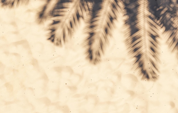 Shadow of palm leaves on sandy beach